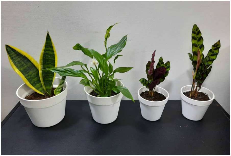 Air Purifying Plants Air Purifying Plants- India TV Hindi