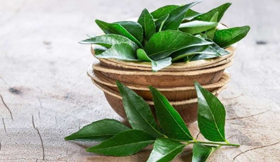 करी पत्ते का बालों में यूं इस्तेमाल पाएं काले लंबे घने बाले, सिर के फंगल इंफेक्शन से भी मिलेगा छुटका करी पत्ते का बालों में यूं इस्तेमाल पाएं काले लंबे घने बाले, सिर के फंगल इंफेक्शन से भी मिलेगा छुटका- India TV Hindi
