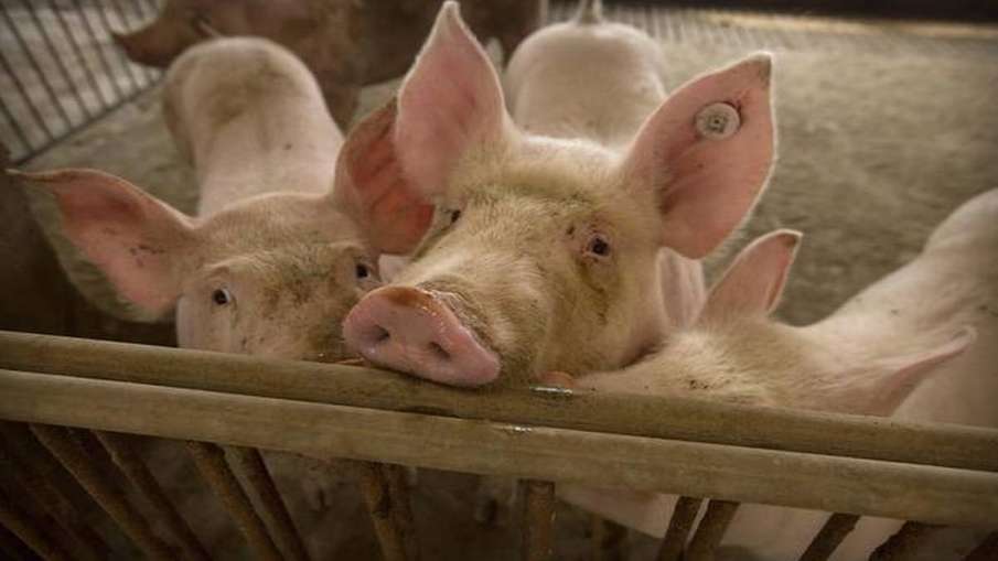 Scientists reveal potential of swine coronavirus jumping from animals to people Scientists reveal potential of swine coronavirus jumping from animals to people- India TV Hindi