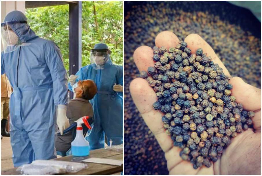 Coronavirus and Black Pepper Coronavirus and Black Pepper- India TV Hindi