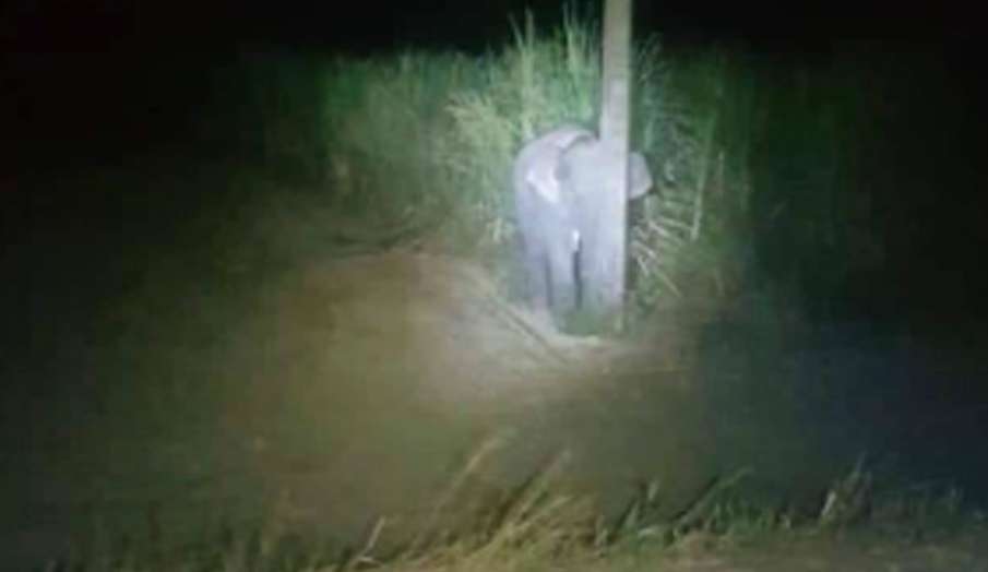 baby elephant tries to hide behind pole baby elephant tries to hide behind pole- India TV Hindi