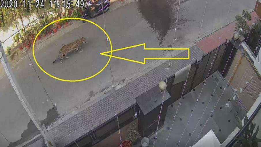 leopard, ghaziabad leopard, ghaziabad- India TV Hindi