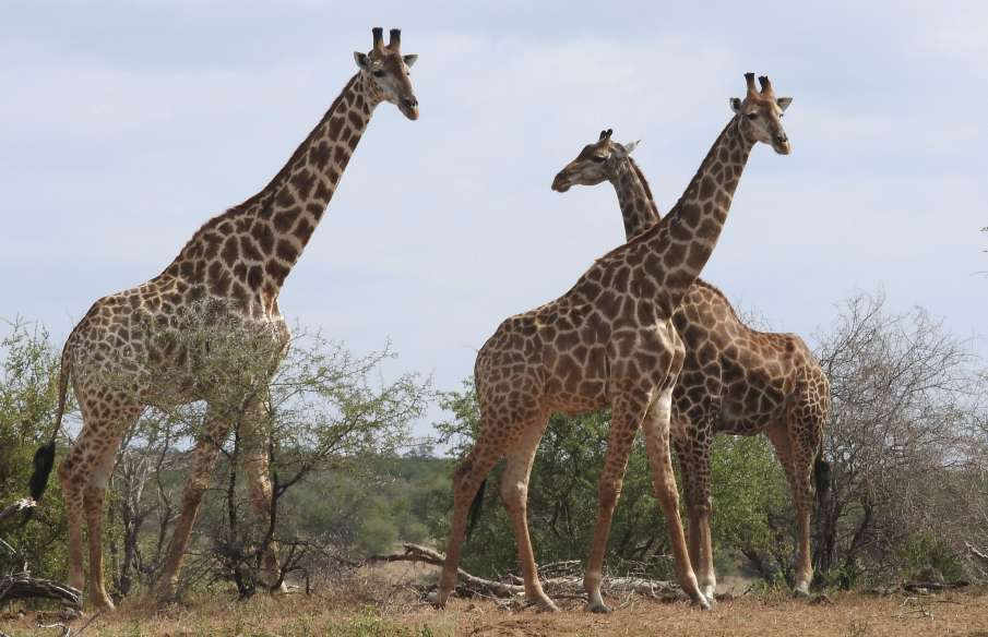 Giraffe grass eating video goes viral on social media Giraffe grass eating video goes viral on social media- India TV Hindi