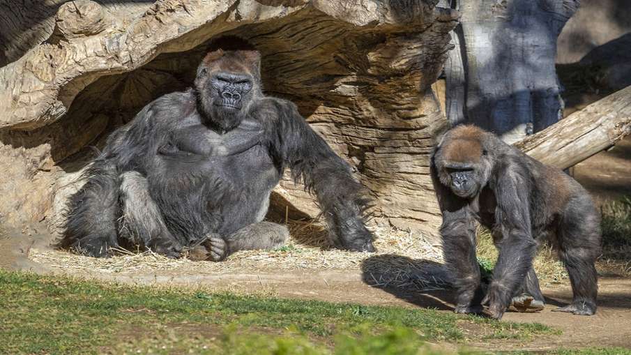 two gorillas coronavirus test positive in san diego... two gorillas coronavirus test positive in san diego...- India TV Hindi