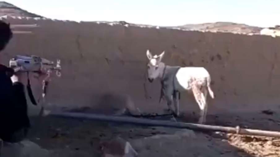 Pakistan force killing Donkey, Balochistan Donkey Killed, Pakistan Army Killing Donkey Pakistan force killing Donkey, Balochistan Donkey Killed, Pakistan Army Killing Donkey- India TV Hindi