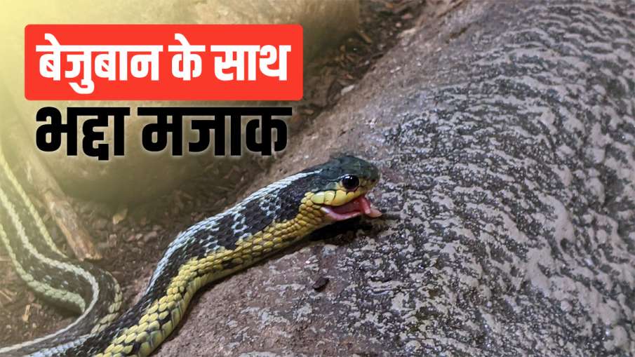snake snake- India TV Hindi