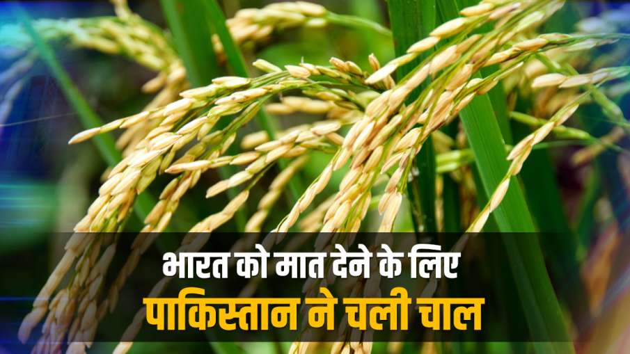Pakistan gets Geographical Indicator tag for its Basmati rice- India TV Paisa