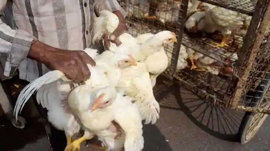 bird flu Delhi north and south municipal corporation bans chicken buying and sale storage of poultry bird flu Delhi north and south municipal corporation bans chicken buying and sale storage of poultry- India TV Hindi