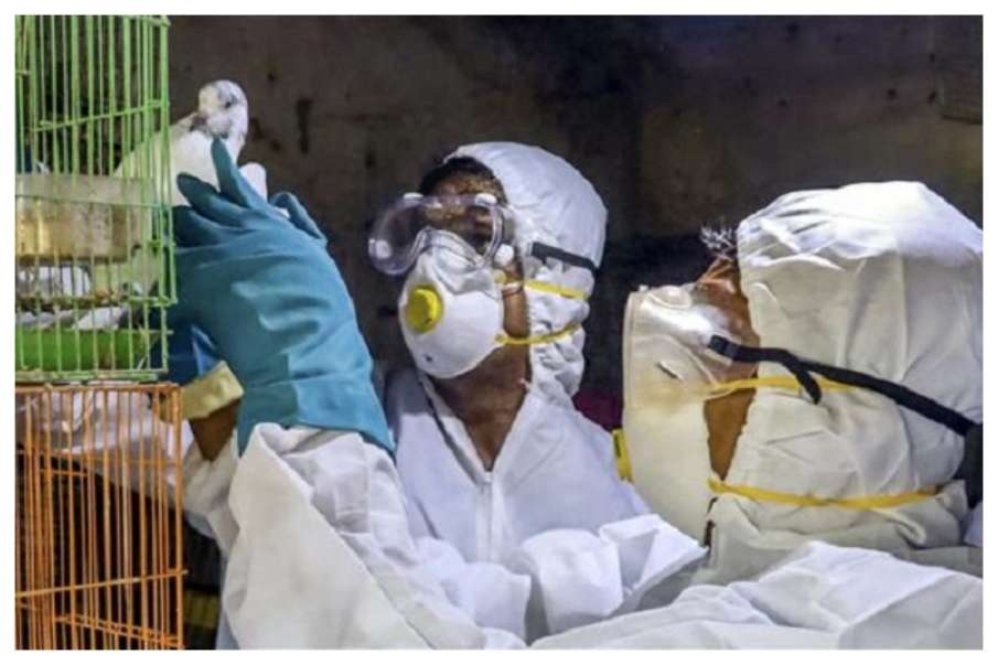 Bird Flu: Kerala issues high alert, declares virus as state-specific disaster latest news Bird Flu: Kerala issues high alert, declares virus as state-specific disaster latest news- India TV Hindi