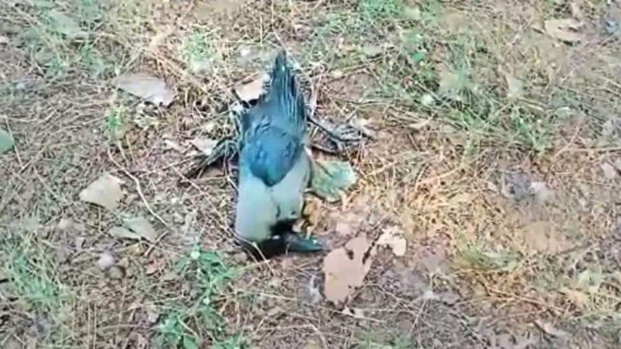 बर्ड फ्लू की दहशत के बीच यहां मृत पाए गए कौए बर्ड फ्लू की दहशत के बीच यहां मृत पाए गए कौए - India TV Hindi
