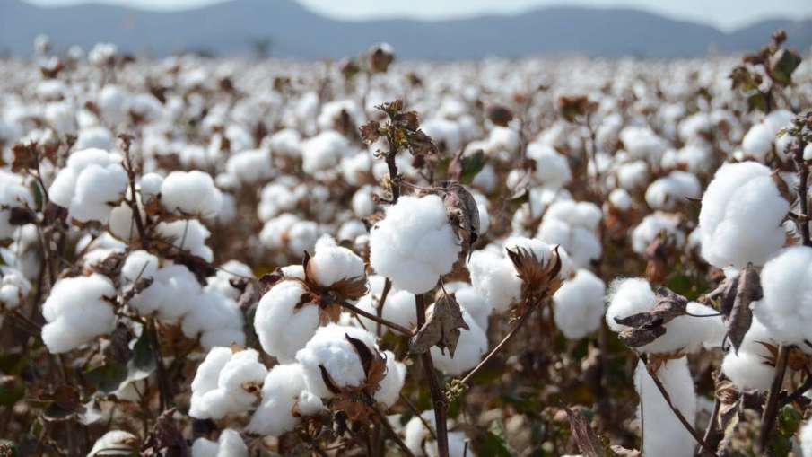 CAI increases its crop estimate for 2020-21 cotton season to 358.50 lakh bales CAI increases its crop estimate for 2020-21 cotton season to 358.50 lakh bales- India TV Paisa