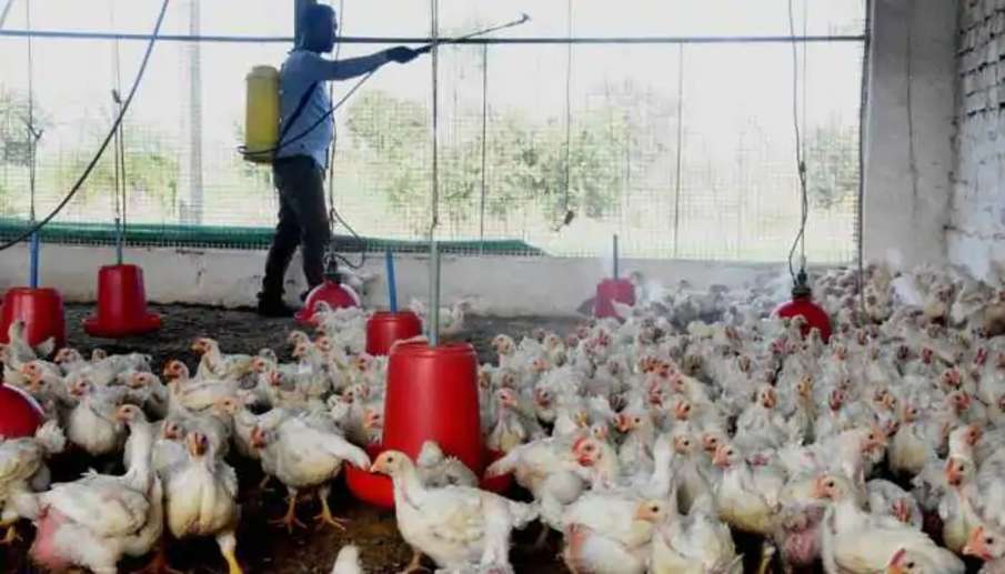 Sale of poultry products banned in Delhi; bird flu cases reported in UP Sale of poultry products banned in Delhi; bird flu cases reported in UP- India TV Hindi