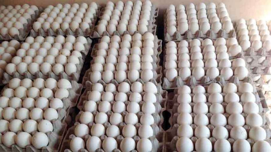 Egg Price Delhi Mumbai Kolkata Lucknow Patna Bhopal Kanpur Raipur after Bird Flu Egg Price Delhi Mumbai Kolkata Lucknow Patna Bhopal Kanpur Raipur after Bird Flu- India TV Paisa