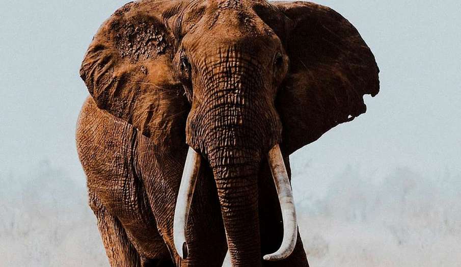 elephant death in tamil nadu elephant death in tamil nadu- India TV Hindi