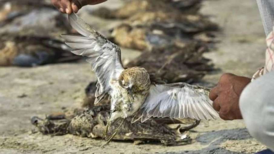 Himachal Pradesh reports 381 more bird deaths Himachal Pradesh reports 381 more bird deaths- India TV Hindi