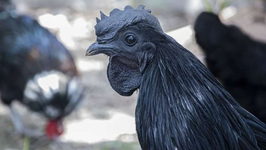 Kadaknath Bird Flu, Kadaknath H5N8, Kadaknath H5N1, Kadaknath H5N1 Virus Kadaknath Bird Flu, Kadaknath H5N8, Kadaknath H5N1, Kadaknath H5N1 Virus- India TV Hindi