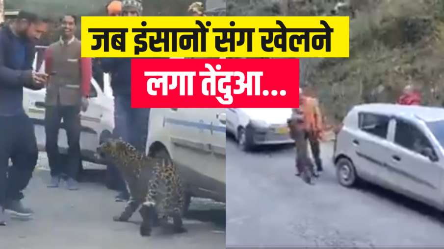 leopard himachal pradesh tirthan valley viral video जब अचानक सड़क पर आ गया तेंदुआ, पहले तो डर गए लोग leopard himachal pradesh tirthan valley viral video जब अचानक सड़क पर आ गया तेंदुआ, पहले तो डर गए लोग- India TV Hindi