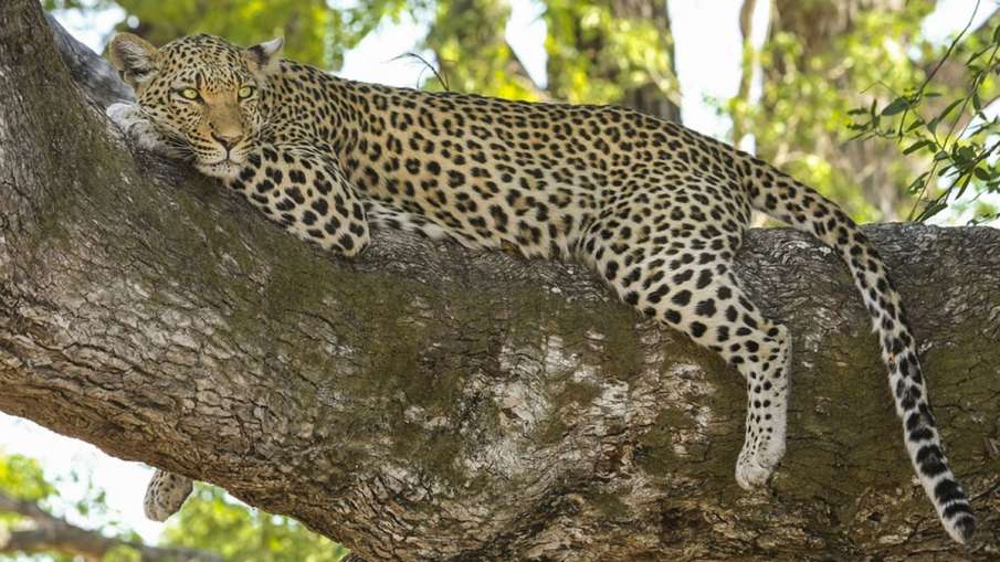 Leopard Meat, Leopard Meat Kerala, Leopard Meat Arrested, Leopard Killed, Leopard Kerala Leopard Meat, Leopard Meat Kerala, Leopard Meat Arrested, Leopard Killed, Leopard Kerala- India TV Hindi