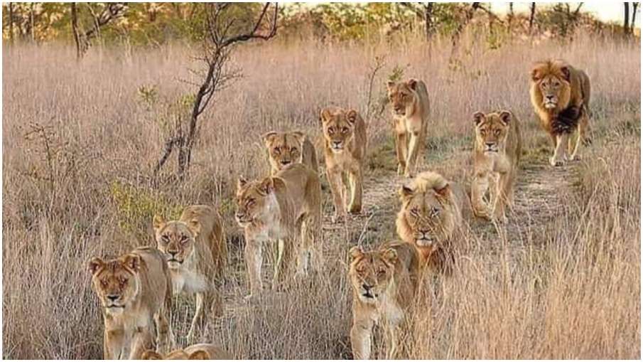 lion pride lion pride- India TV Hindi