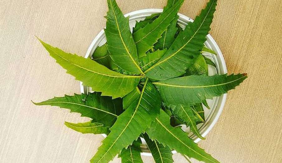 डायबिटीज को नैचुरल तरीके से कंट्रोल करने के लिए ऐसे करे नीम का सेवन, ब्लड शुगर लेवल इंस्टेंट होगा क डायबिटीज को नैचुरल तरीके से कंट्रोल करने के लिए ऐसे करे नीम का सेवन, ब्लड शुगर लेवल इंस्टेंट होगा क- India TV Hindi