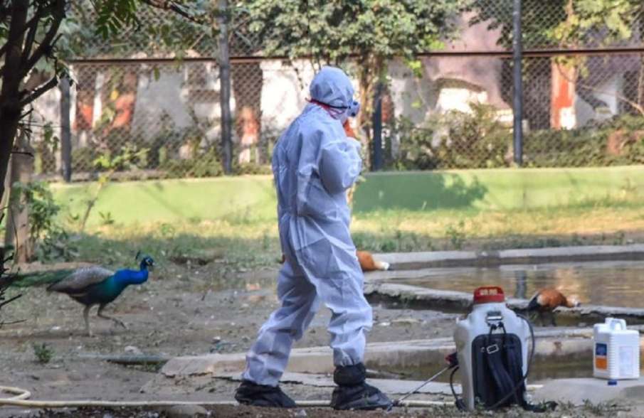 Bird Flu Bird Flu- India TV Hindi