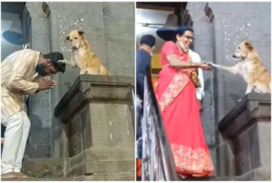 Watch Video online Siddhivinayak a dog sitting on the stairs of the temple is making headlines, सिद Watch Video online Siddhivinayak a dog sitting on the stairs of the temple is making headlines, सिद- India TV Hindi