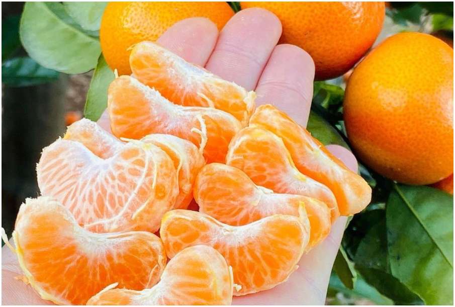 orange orange- India TV Hindi