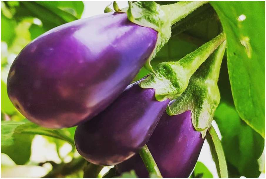 brinjal brinjal- India TV Hindi