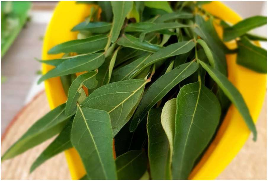 curry leaves curry leaves- India TV Hindi