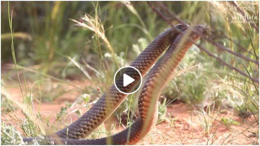 snake fight snake fight- India TV Hindi
