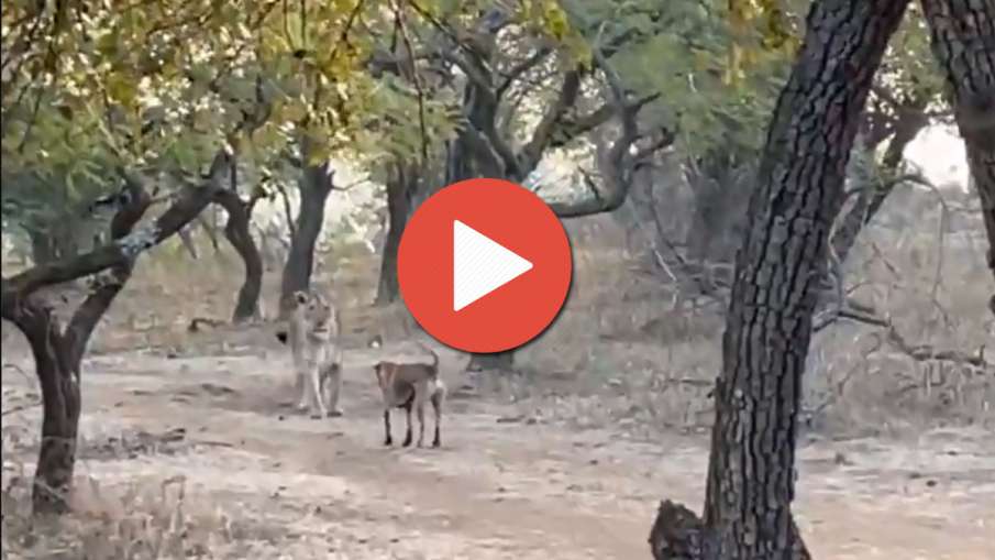 Viral Video Viral Video- India TV Hindi