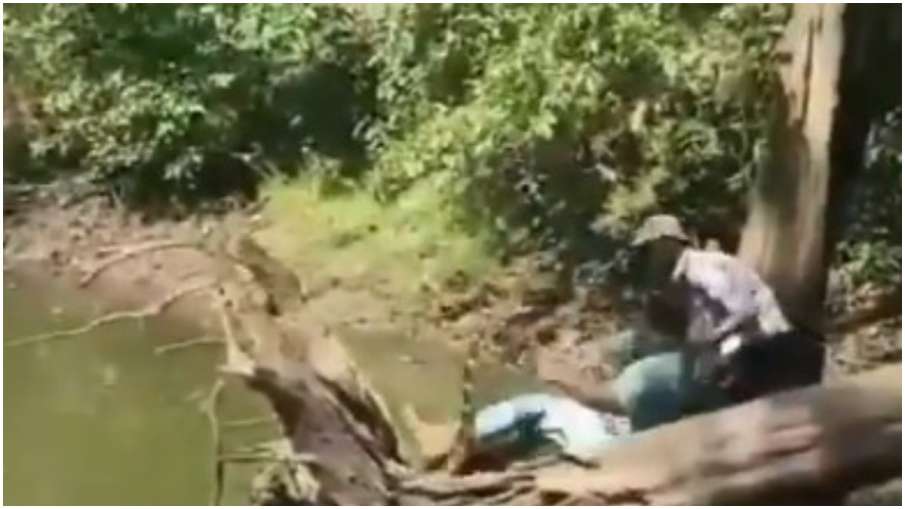 snake attack snake attack- India TV Hindi