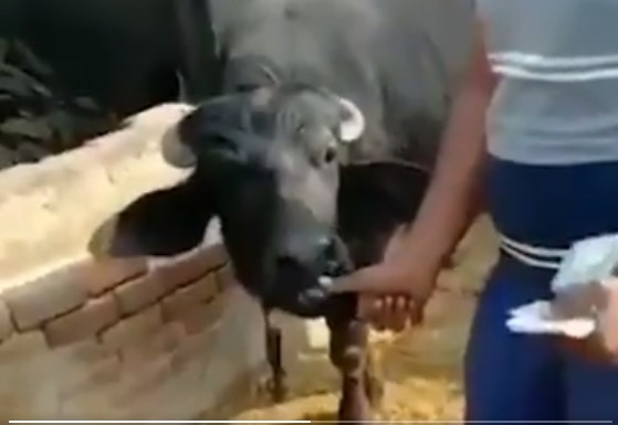 viral video viral video- India TV Hindi