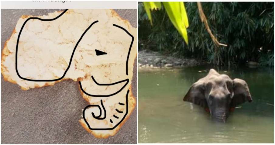elephant elephant- India TV Hindi