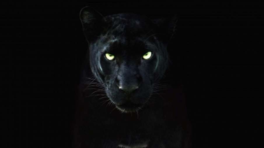 black panthers sent to gujarat private zoo from assam congress attacks bjp असम से गुजरात के निजी चिड black panthers sent to gujarat private zoo from assam congress attacks bjp असम से गुजरात के निजी चिड- India TV Hindi