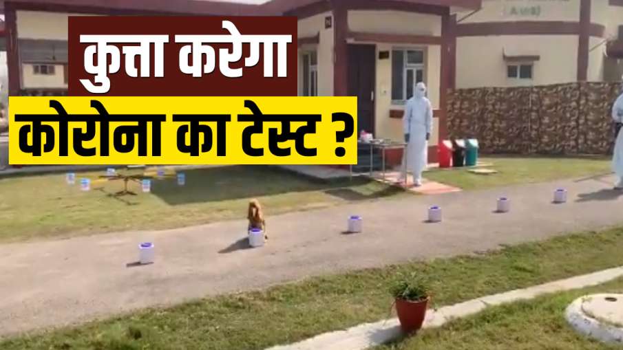 Army Dogs Train to Sniff Out Coronavirus Army Dogs Train to Sniff Out Coronavirus- India TV Hindi