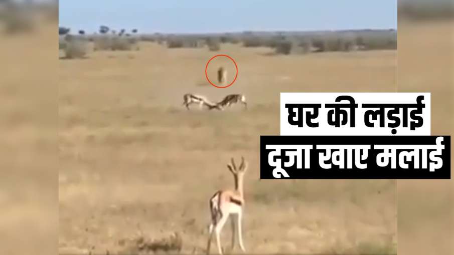 deer fight deer fight- India TV Hindi