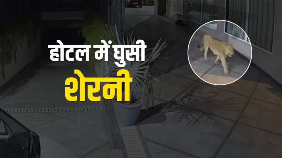 होटल में शेरनी होटल में शेरनी- India TV Hindi