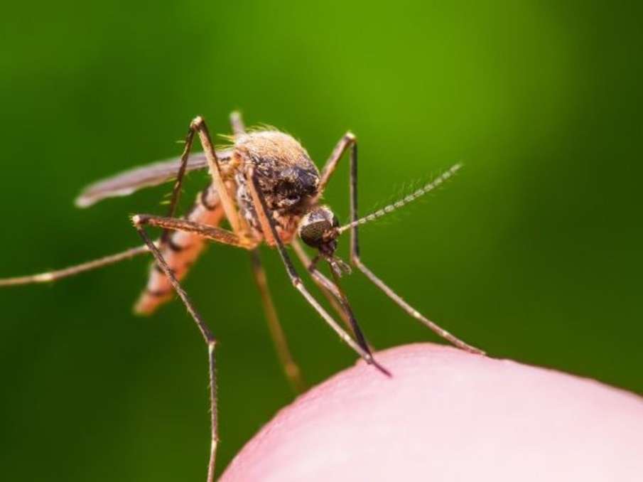Mosquitoes bite Madhya Pradesh CM Shivraj Singh Chouhan, executive engineer in trouble Mosquitoes bite Madhya Pradesh CM Shivraj Singh Chouhan, executive engineer in trouble- India TV Hindi