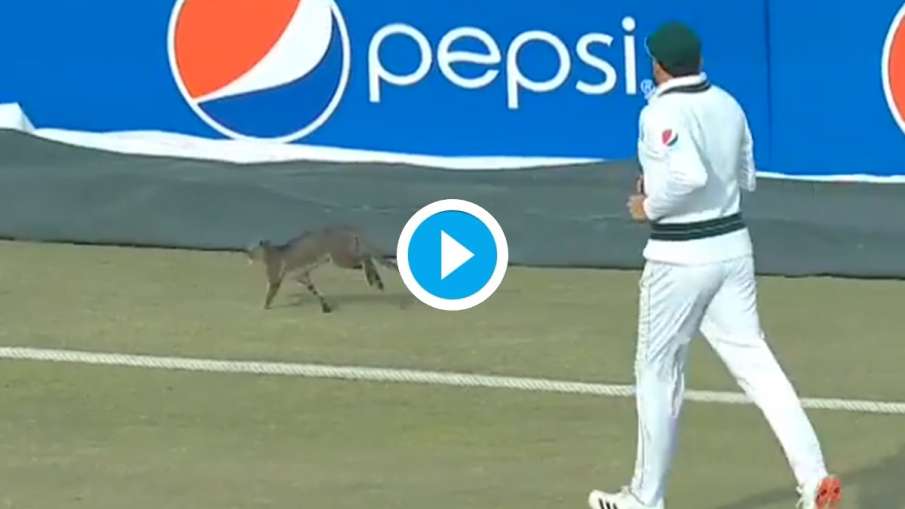 Pakistan Player Chasing Cat During Match Pakistan Player Chasing Cat During Match- India TV Hindi
