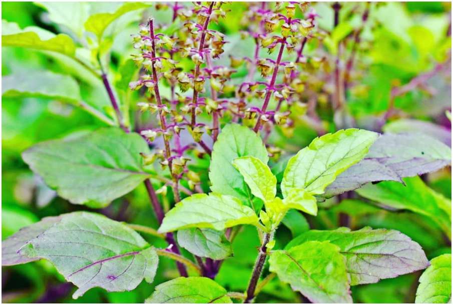 Tulsi or basil Tulsi or basil - India TV Hindi
