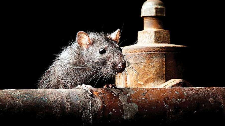 Outrage After Rats At Sonipat Hospital Nibble At Body Of A Farmer Outrage After Rats At Sonipat Hospital Nibble At Body Of A Farmer- India TV Hindi