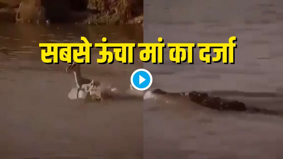 viral video viral video- India TV Hindi
