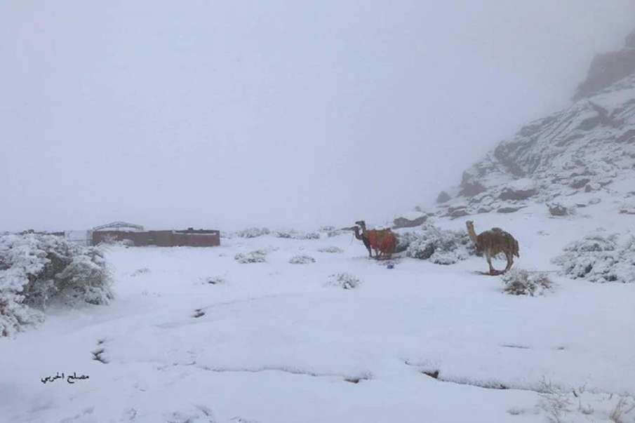 Heavy snowfall in Saudi Arabia for first time in 50-years weather latest news Heavy snowfall in Saudi Arabia for first time in 50-years weather latest news- India TV Hindi