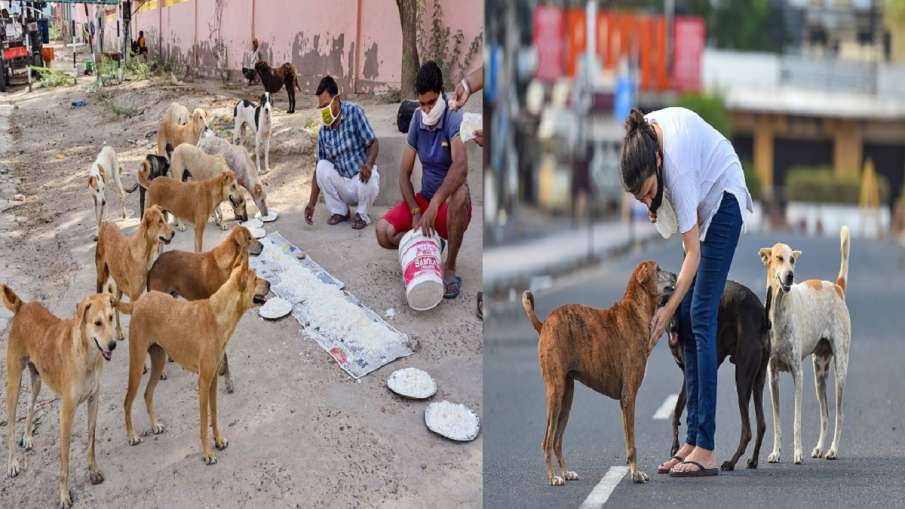 Dispute over feeding dogs court asks AWBI to interfere कुत्तों को खाना खिलाने पर विवाद, अदालत ने AWB Dispute over feeding dogs court asks AWBI to interfere कुत्तों को खाना खिलाने पर विवाद, अदालत ने AWB- India TV Hindi