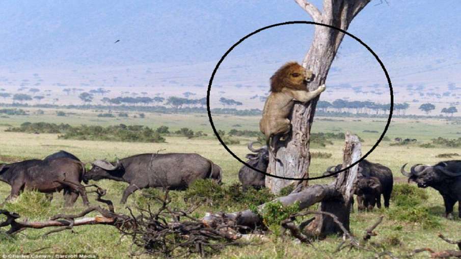 viral photo viral photo- India TV Hindi