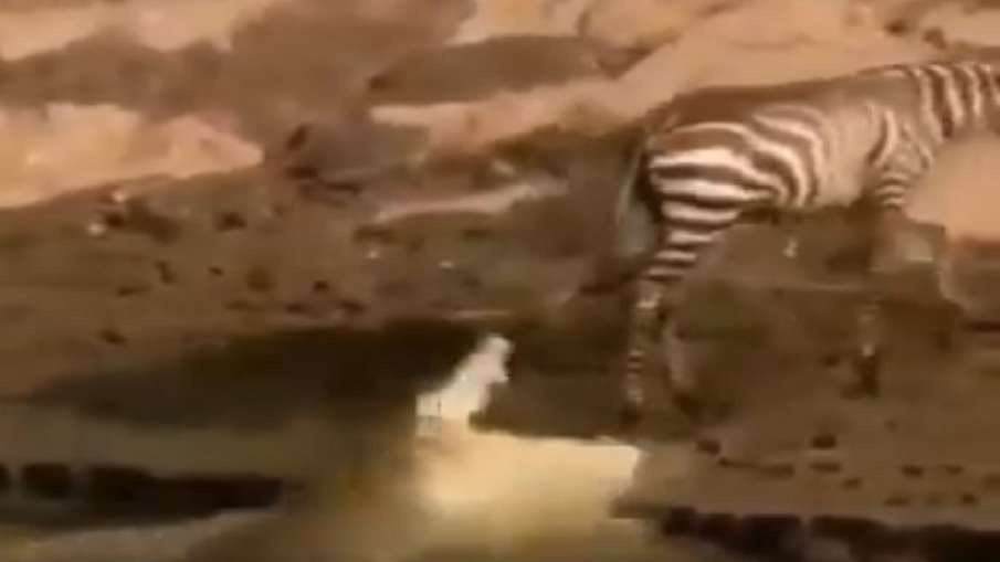 Zebra cross river and crocodile made a fall attempt to catch him viral video-Viral जिंदगी और मौत के Zebra cross river and crocodile made a fall attempt to catch him viral video-Viral जिंदगी और मौत के - India TV Hindi