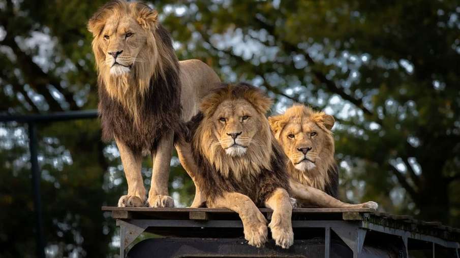 Reliance Zoo, Reliance Zoo Gujarat, Reliance Zoo Jamnagar, Reliance Jamnagar, Jamnagar Zoo Reliance Zoo, Reliance Zoo Gujarat, Reliance Zoo Jamnagar, Reliance Jamnagar, Jamnagar Zoo- India TV Hindi