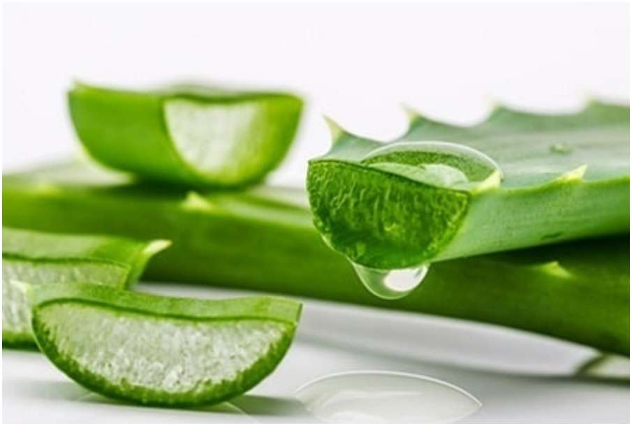 Aloe vera Aloe vera- India TV Hindi