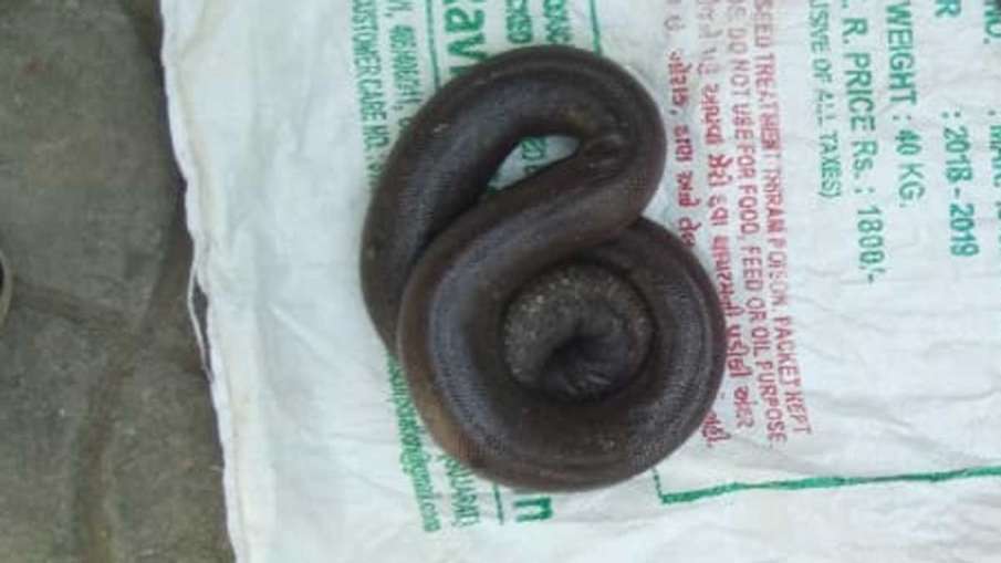 Red Sand Boa, Red Sand Boa snake, Red Sand Boa Snake Price, Red Sand Boa Price Red Sand Boa, Red Sand Boa snake, Red Sand Boa Snake Price, Red Sand Boa Price- India TV Hindi